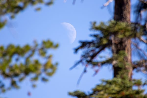 Moon behind trees